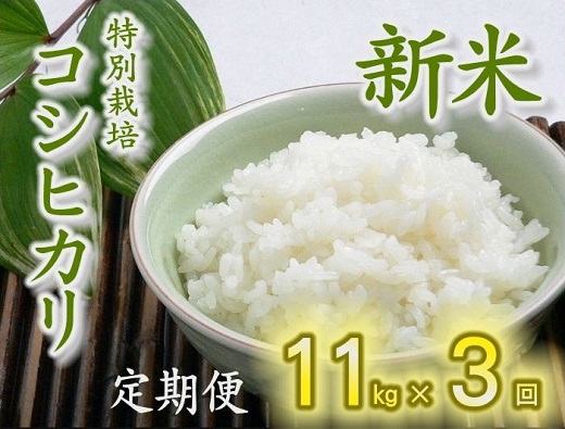 【3-106】（新米）特別栽培コシヒカリ定期便（11kg×3回）