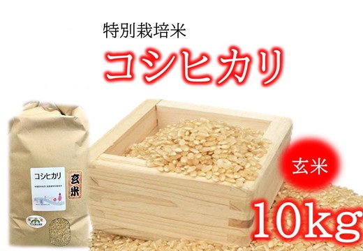 【1-374】（新米）コシヒカリ（特別栽培米）玄米 10㎏