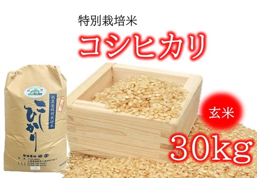 【3-150】（新米）コシヒカリ（特別栽培米）玄米 30㎏